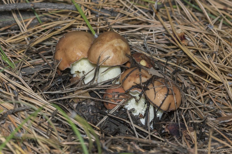 Маслята крымские