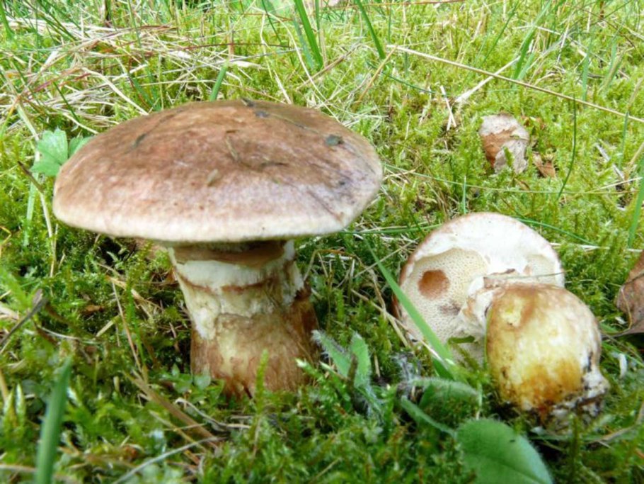 Suillus aeruginascens