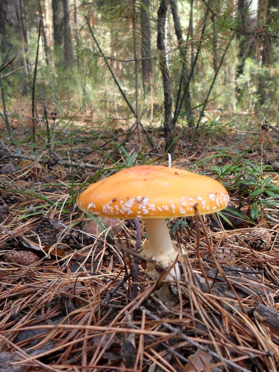 Suillus granulatus