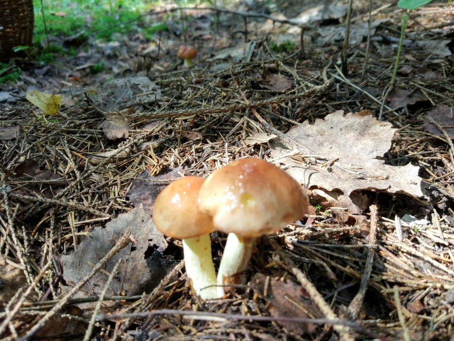 Грузди и маслята