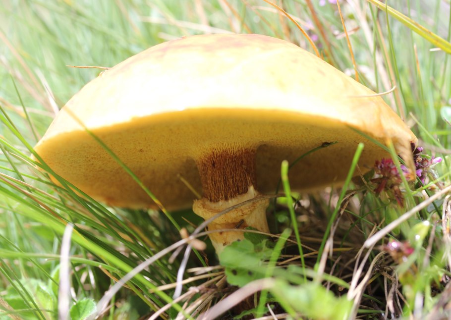 Масленок пластинчатый