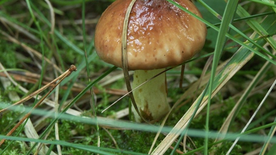 Масленок Suillus luteus