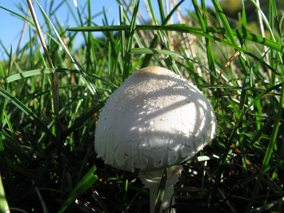 Грибы на прозрачном фоне