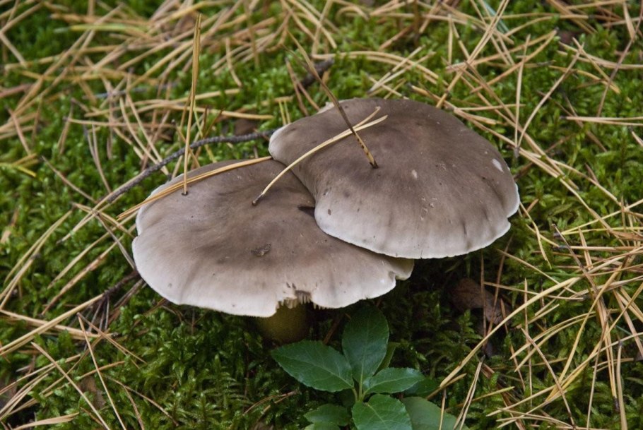 Рядовка серая Tricholoma portentosum.
