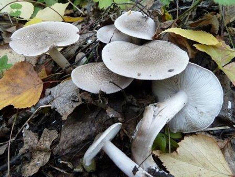 Рядовка ядовитая (Tricholoma pardinum)