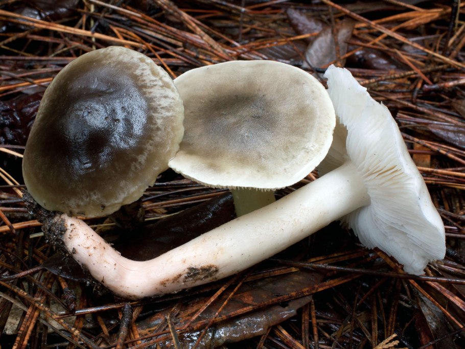 Рядовка мыльная Tricholoma saponaceum