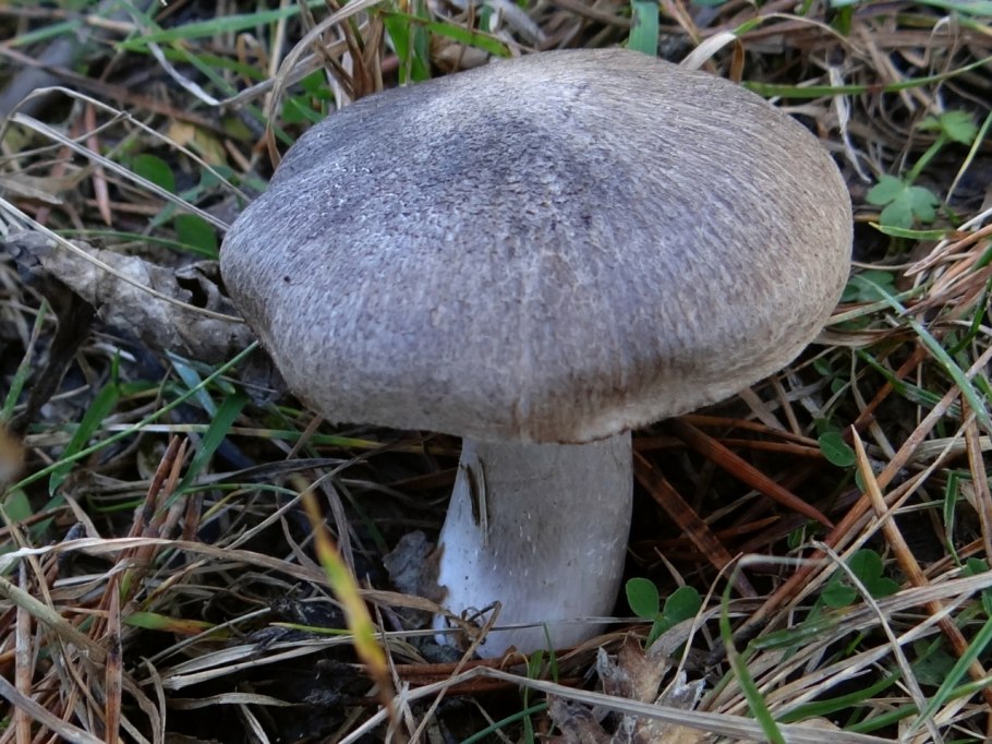 Рядовка серая Tricholoma portentosum.