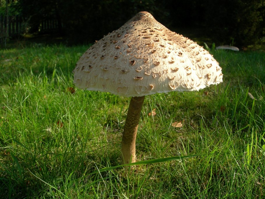 Зонтик пёстрый Macrolepiota procera