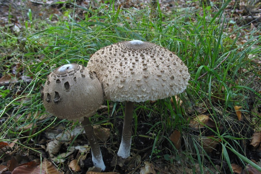 Macrolepiota procera гриб