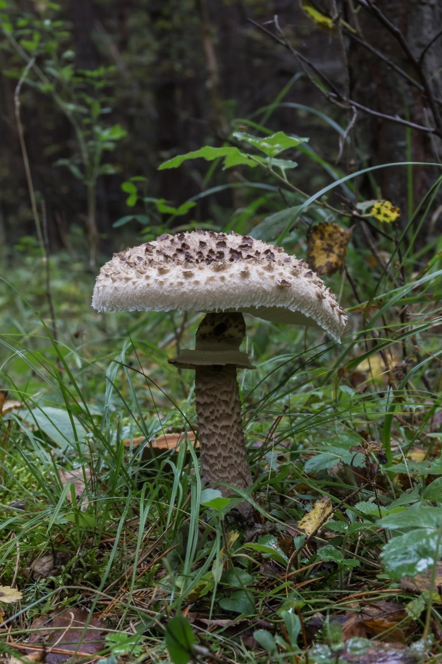 Macrolepiota procera гриб