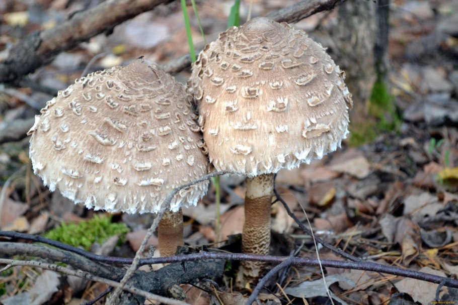 Гриб-зонтик девичий (Macrolepiota puellaris)