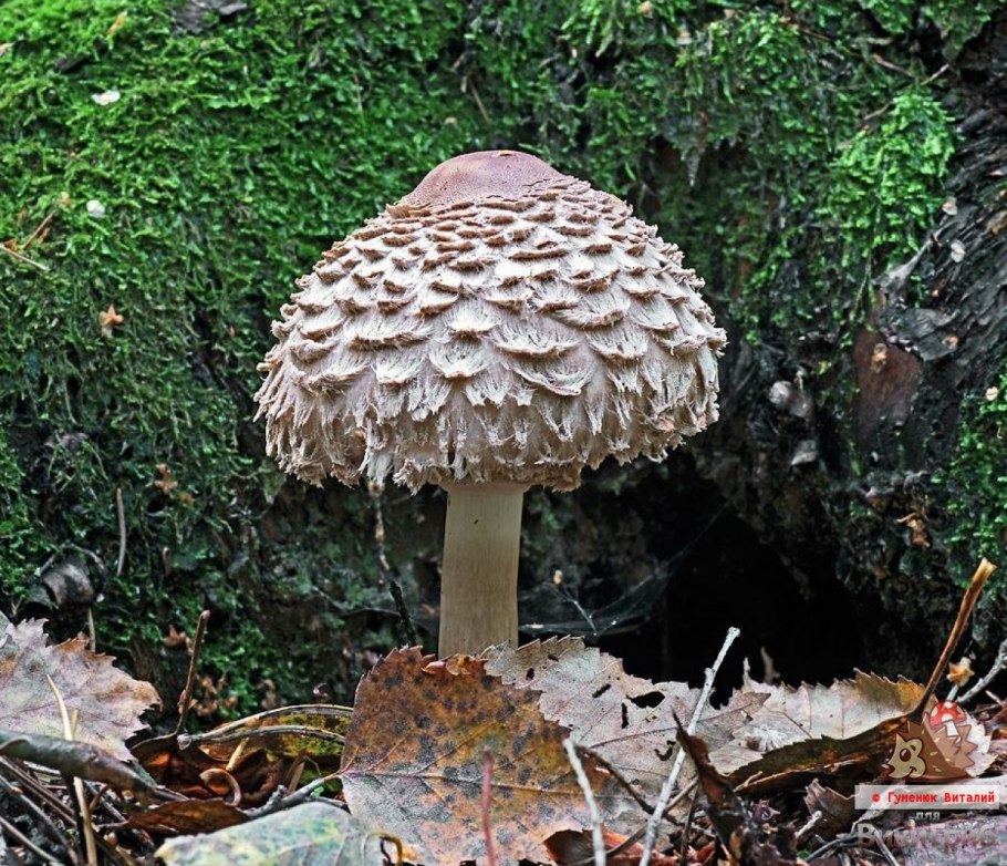 Гриб-зонтик краснеющий Macrolepiota rhacodes