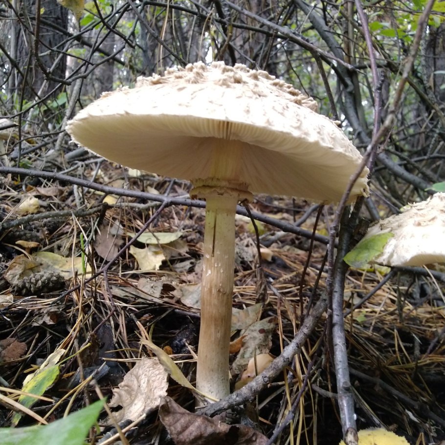 Гриб-зонтик краснеющий (Chlorophyllum rhacodes)