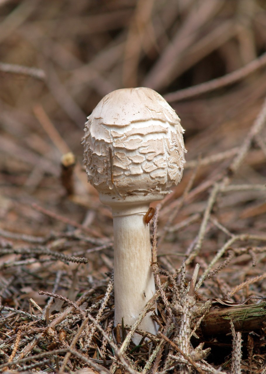 Гриб-зонтик краснеющий (Chlorophyllum rhacodes)