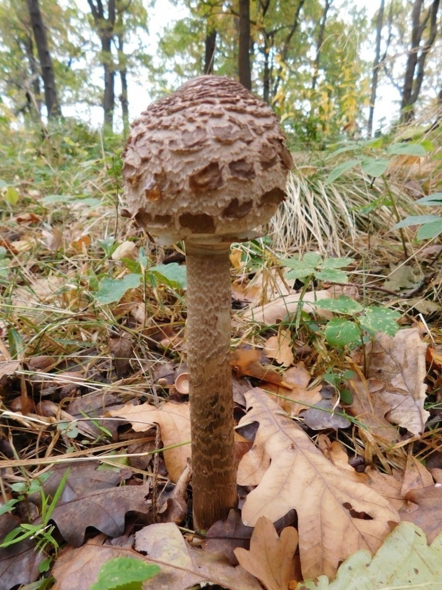 Гриб-зонтик девичий (Macrolepiota puellaris)