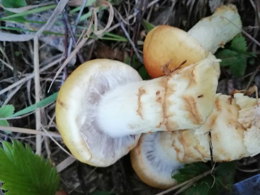 Паутинник гриб желтый с толстой ножкой