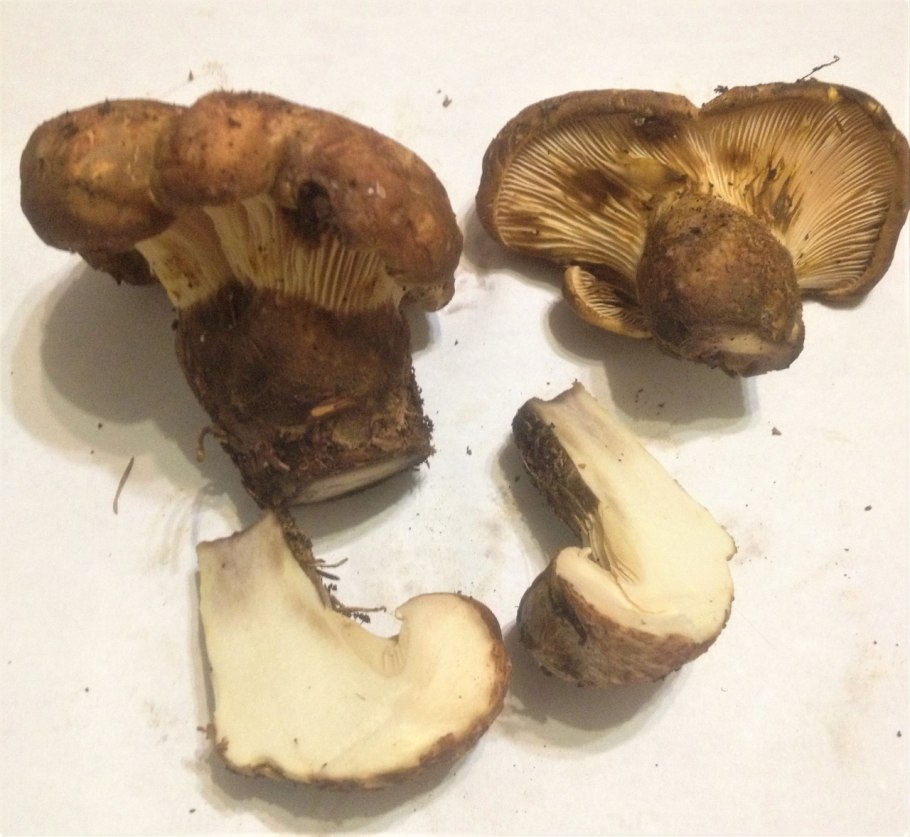 Коричневые грибы свинушка толстая