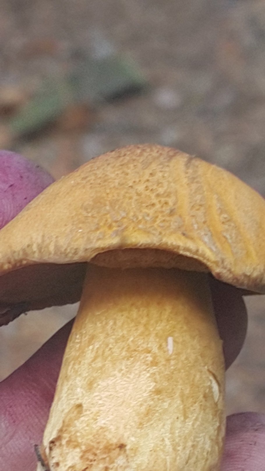 Suillus variegatus