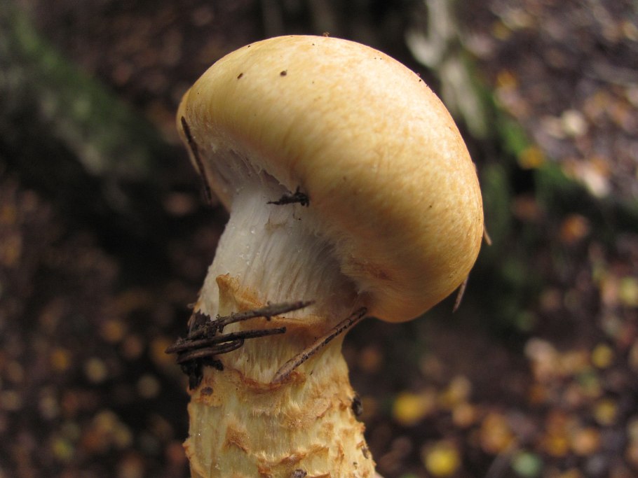 Паутинник гриб ложный