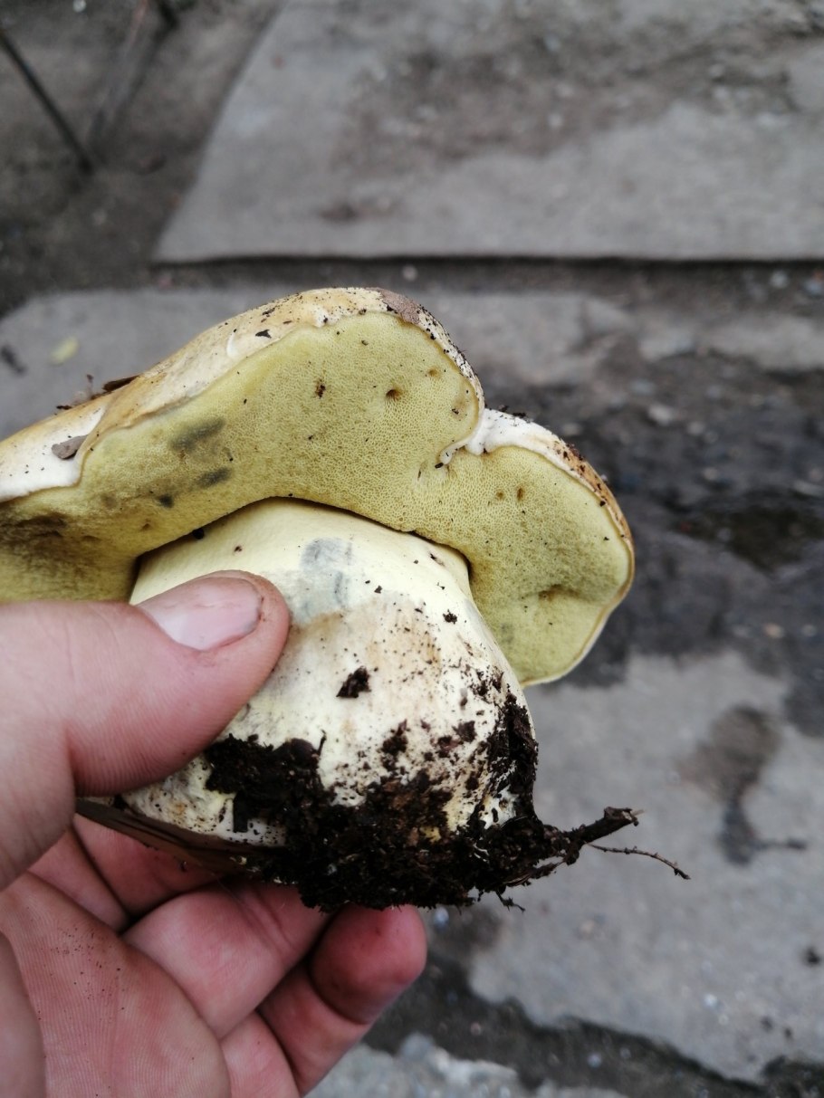 Грибы желтая шляпка толстая ножка