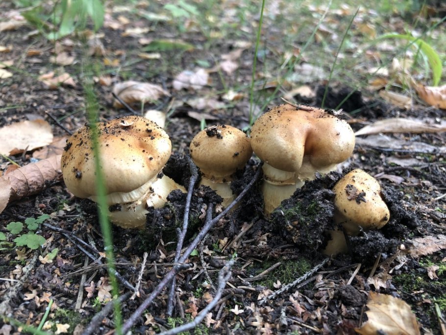 Паутинник желтый (Cortinarius Triumphans)