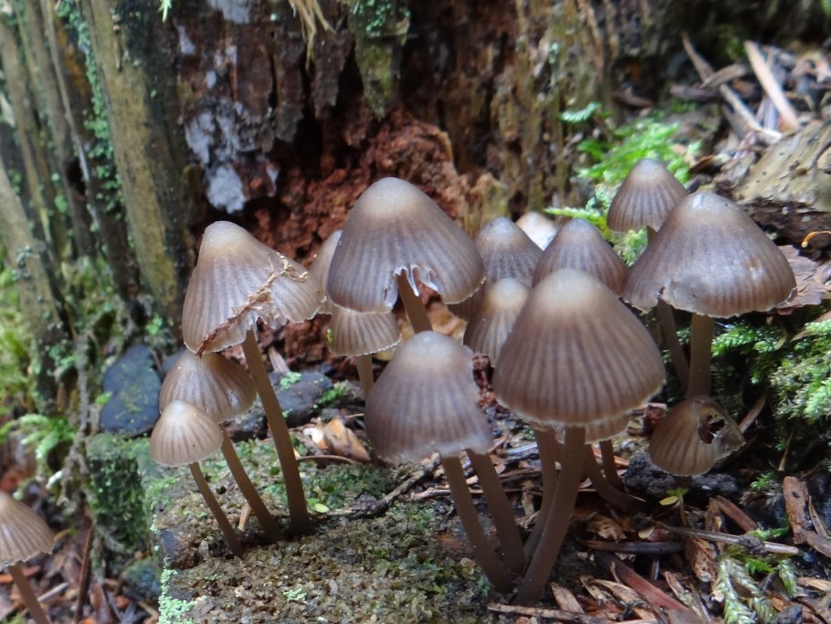 Мицена колпаковидная, Mycena epipterygioides