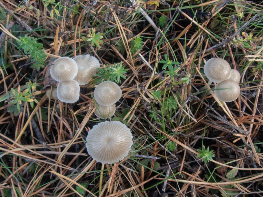 Mycena epipterygia