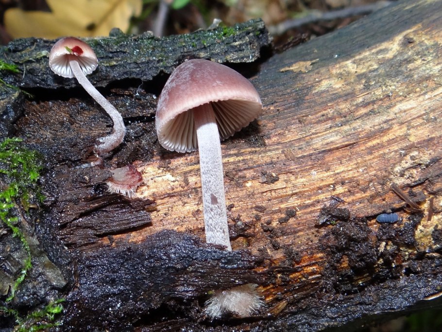 Mycena purpureofusca