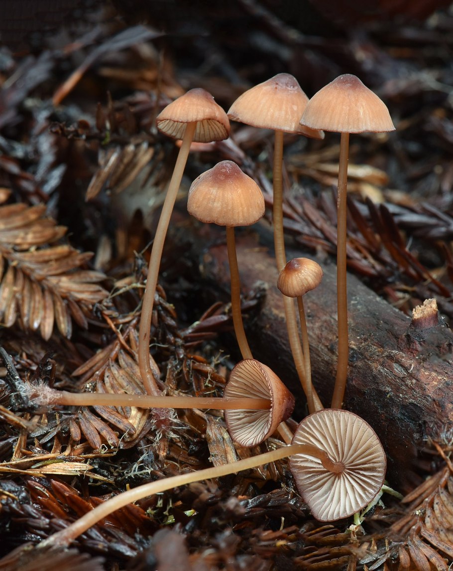 Mycena maculata