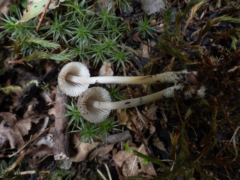 Мицена Наклоненная Mycena inclinata