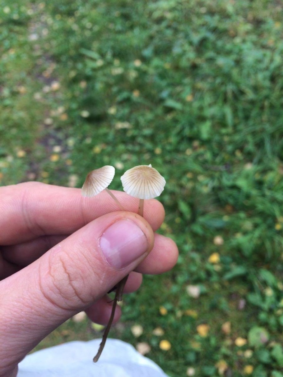 Mycena Alexandri