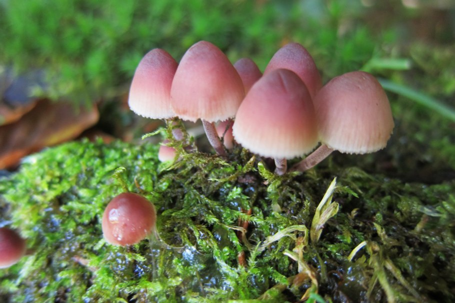 Mycena purpureofusca