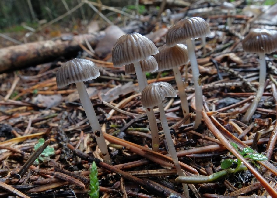 Mycena vulgaris