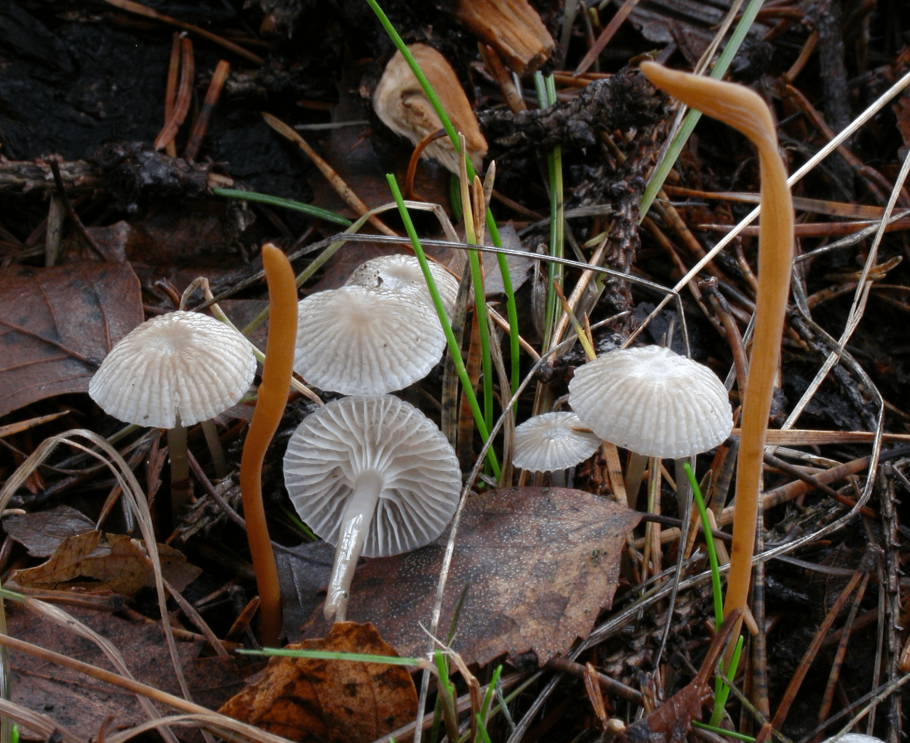 Mycena vulgaris