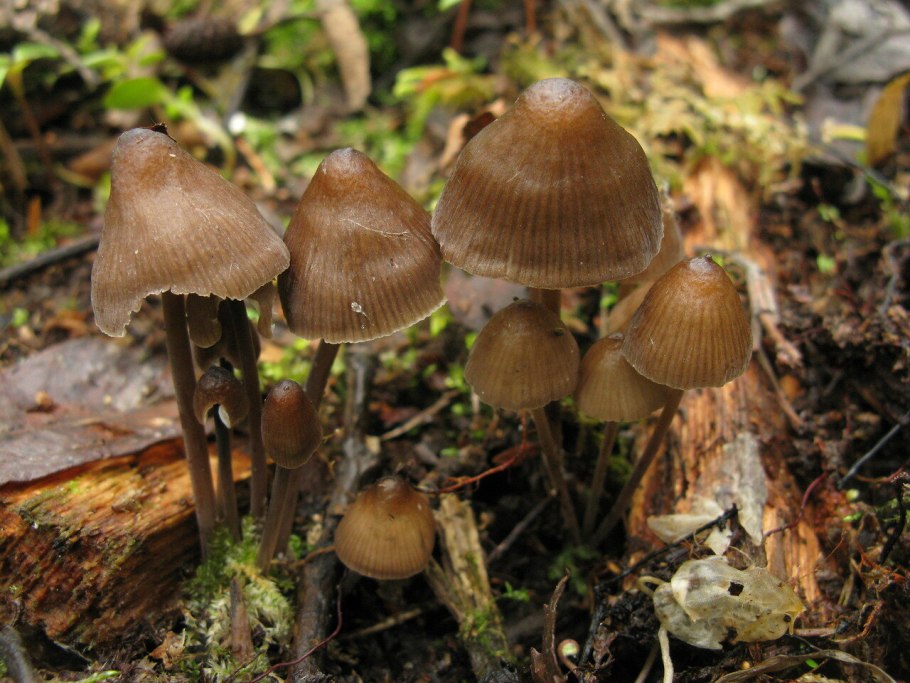 Mycena vulgaris