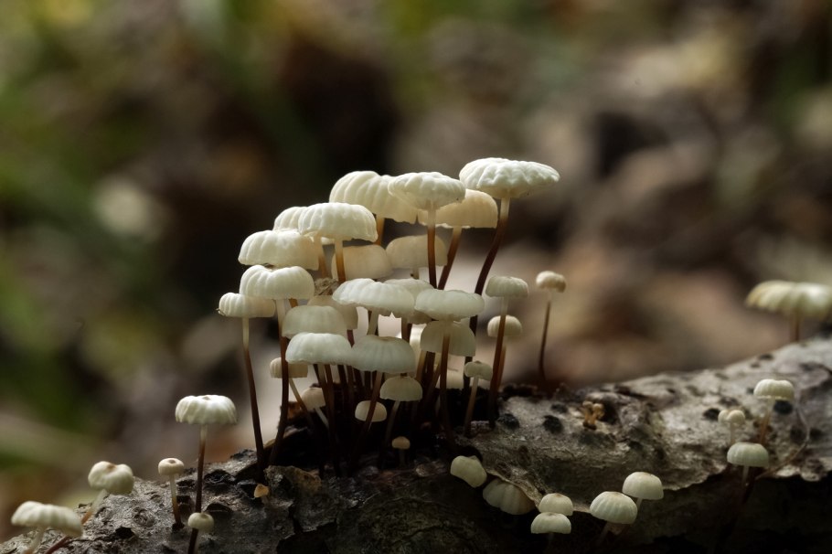 Mycena flavoalba