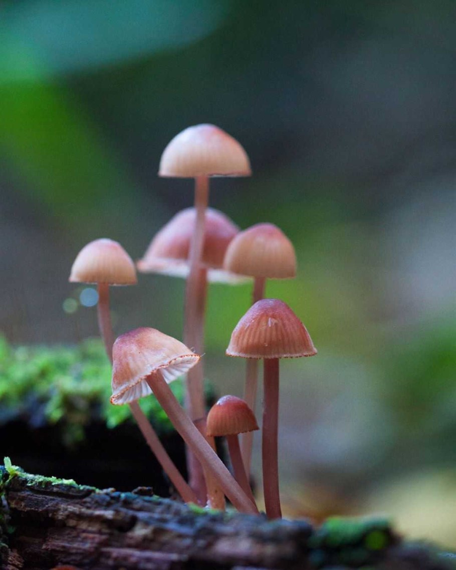 Мицена пепельная
