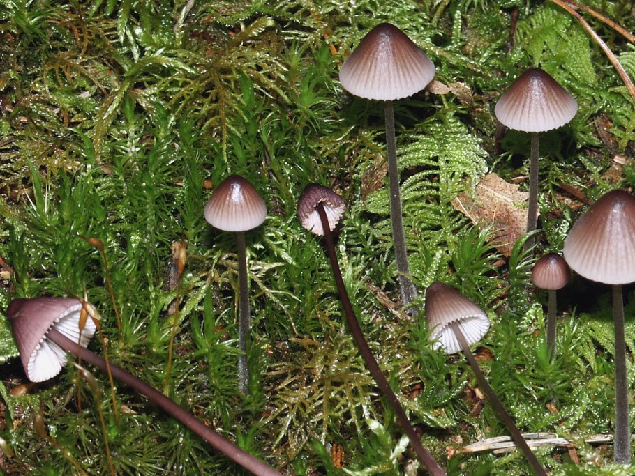 Mycena cyanorrhiza