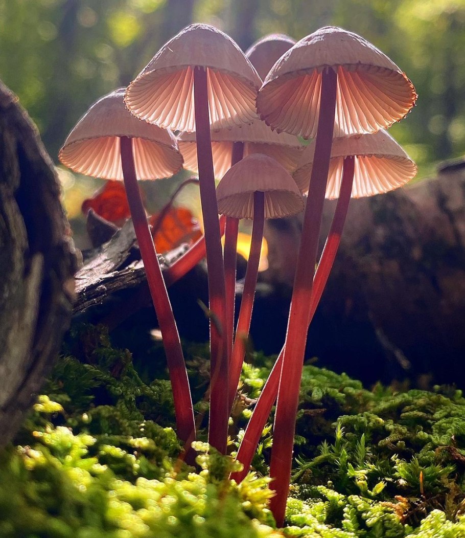 Mycena LUXAETERNA