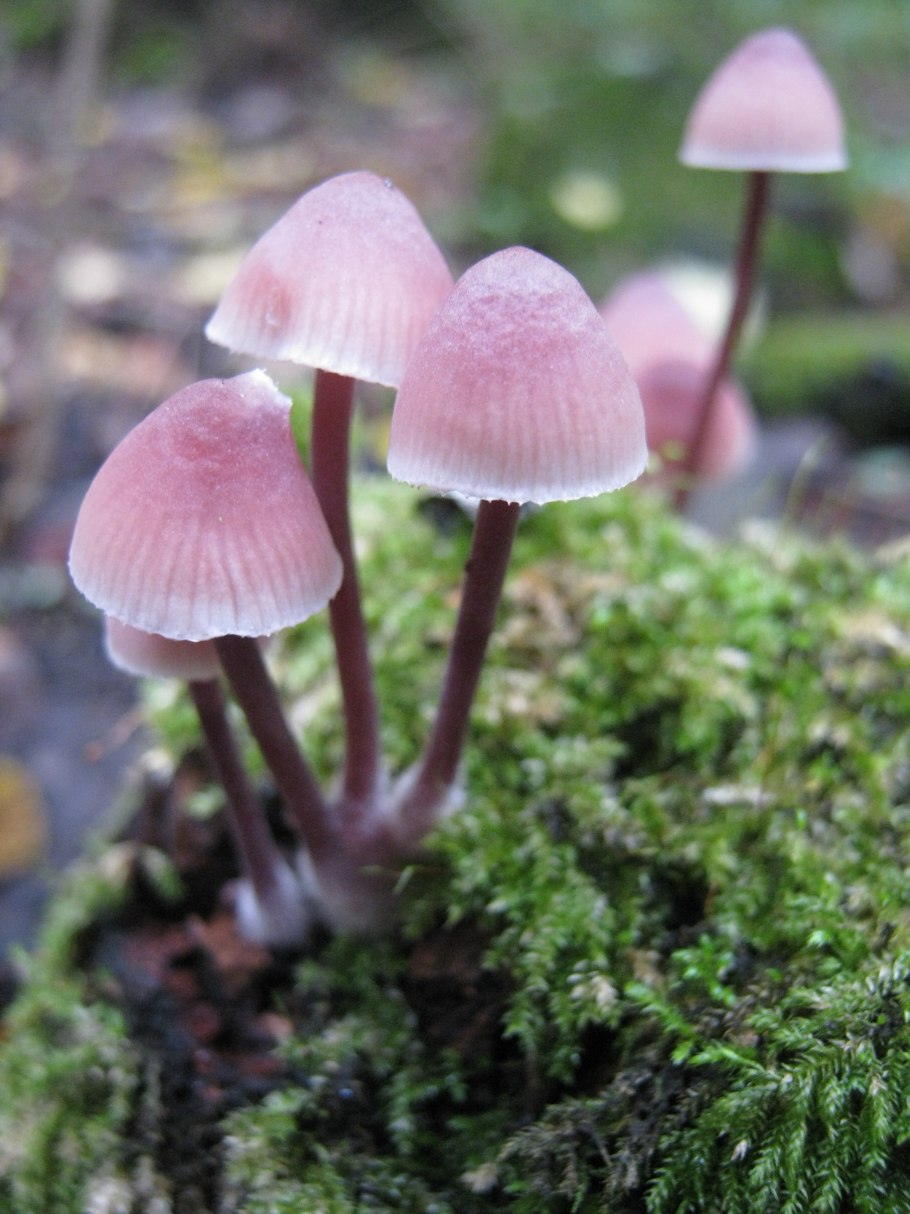 Mycena vulgaris