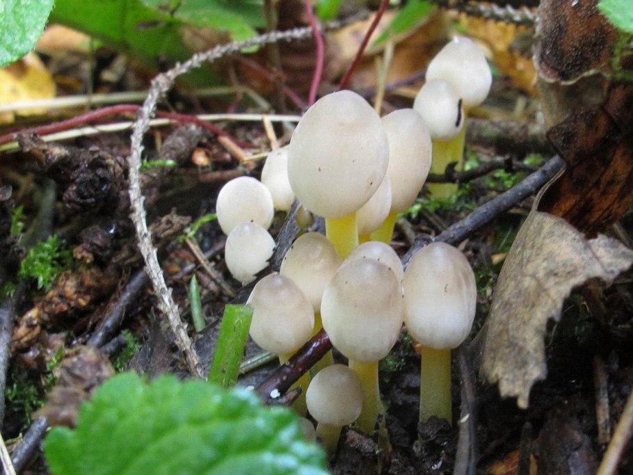 Мицена Наклоненная Mycena inclinata