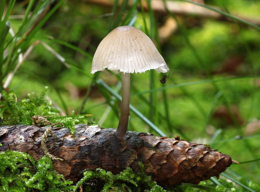 Мицена клейковидная, Mycena epipterygioides