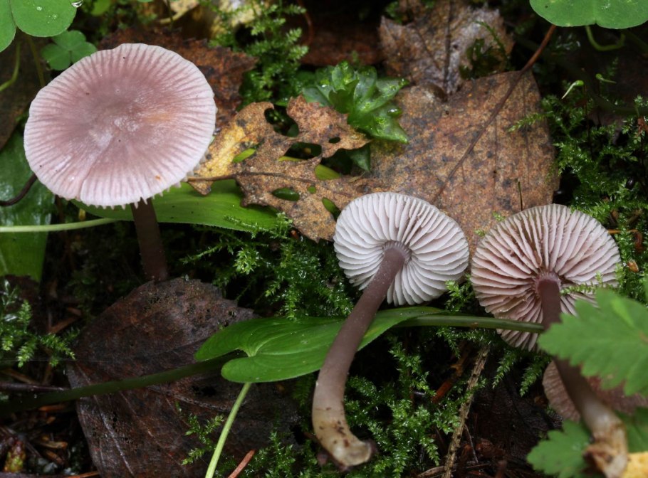 Mushroom Planet