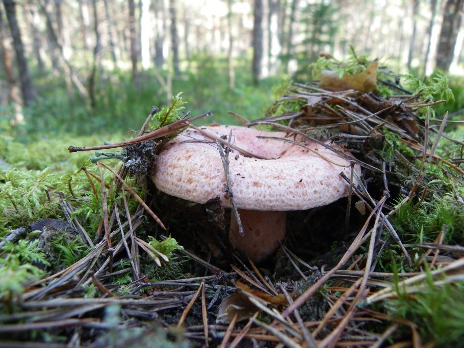 Лес Забайкалья грибы