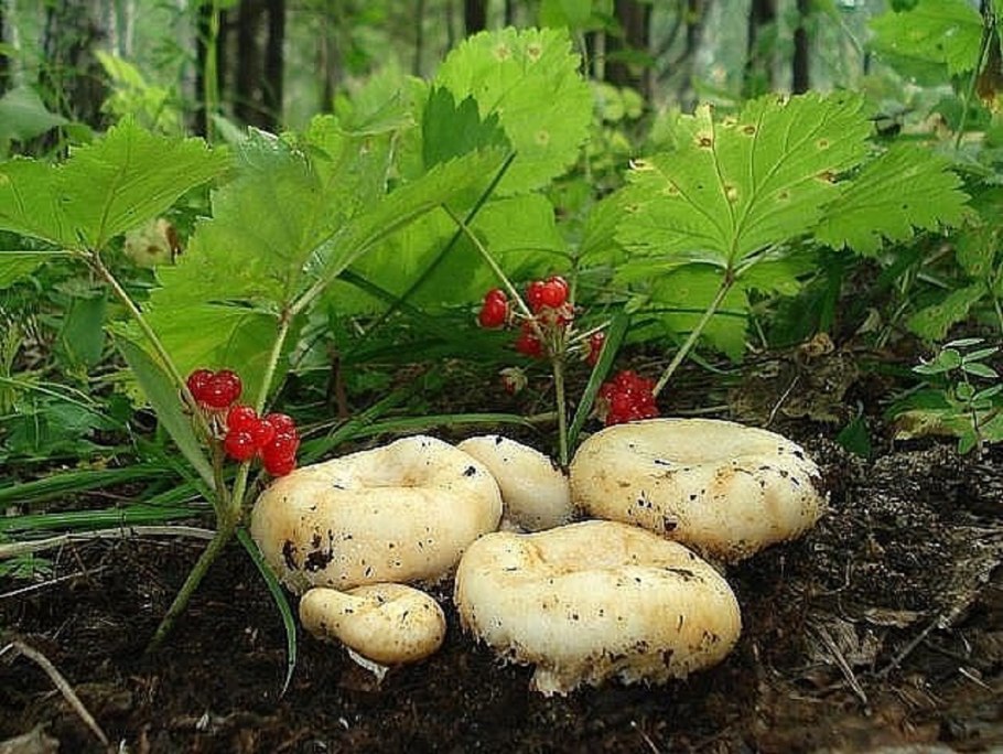 Грузди в лесу