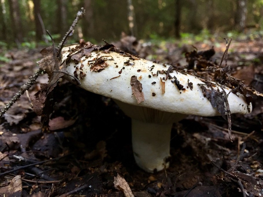 Грузди медведь