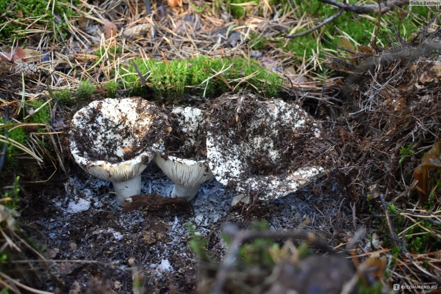 Груздь Забайкальский