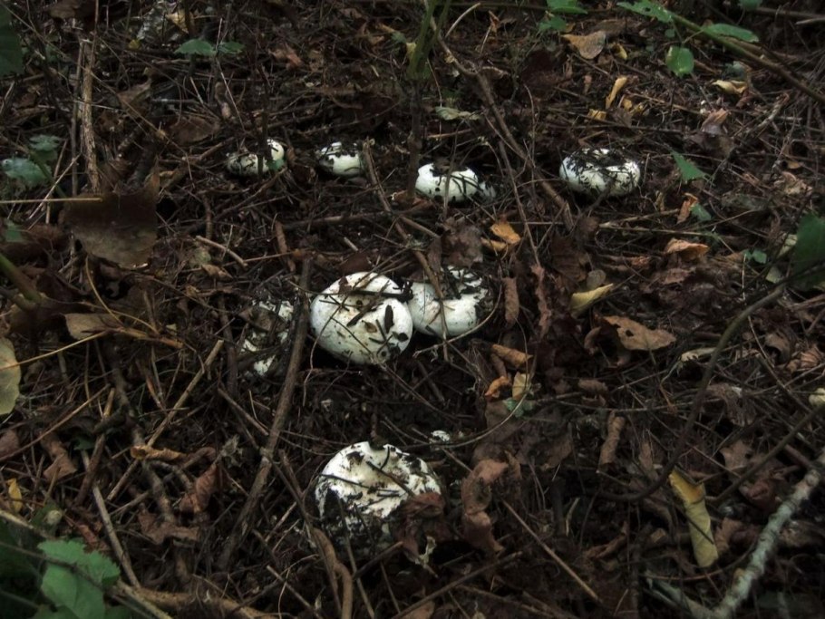 Много груздей в лесу