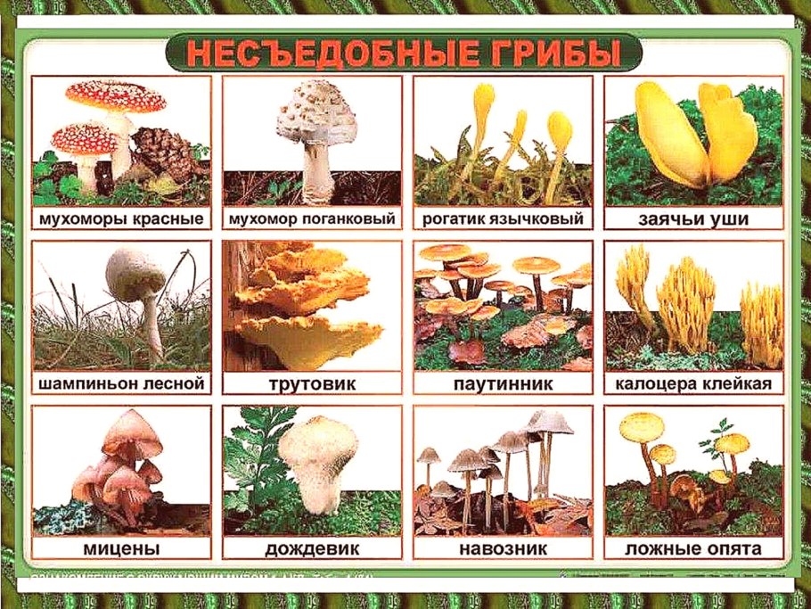 Название несъедобных грибов