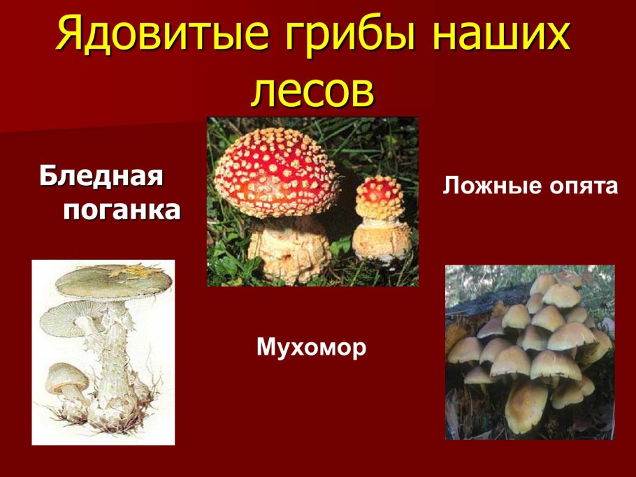 Несъедобные грибы Красноярского края